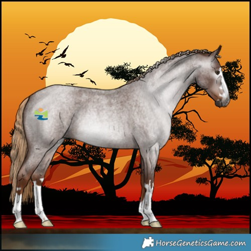 Horse Color:Gray Red Roan