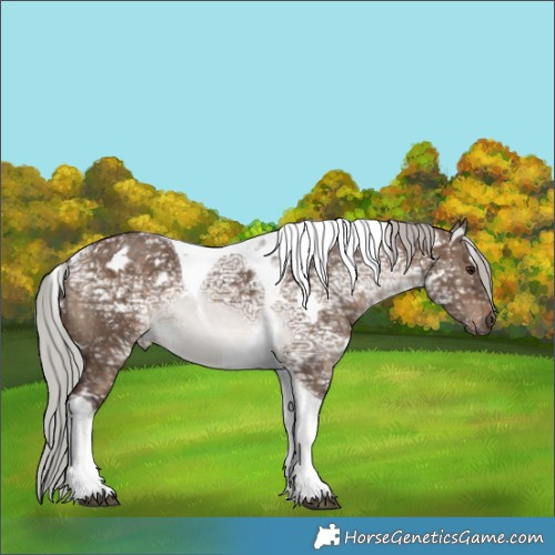 Horse Color:White Spotted Silver Brown Ice Dun Tobiano 
