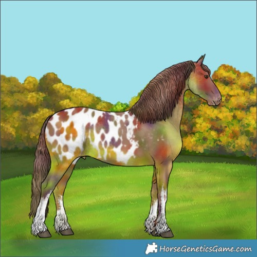 Horse Color:Nacre White Spotted Chestnut Appaloosa 