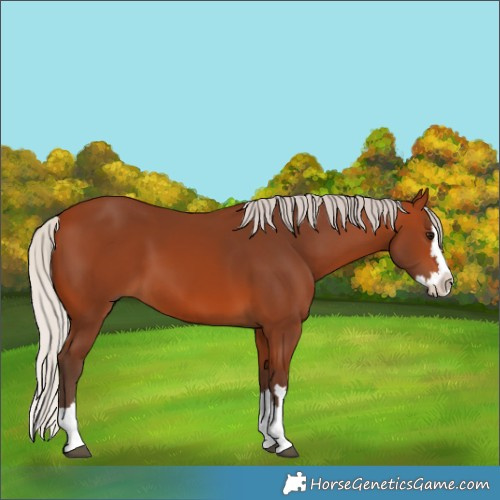 Horse Color:Silver Bay Splash 