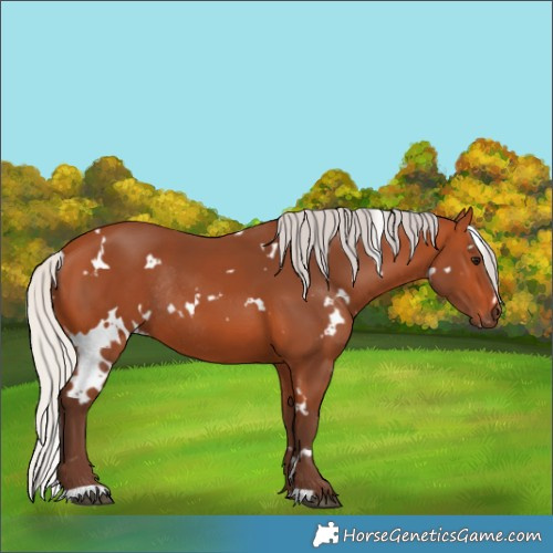 Horse Color:White Spotted Silver Bay Rabicano 