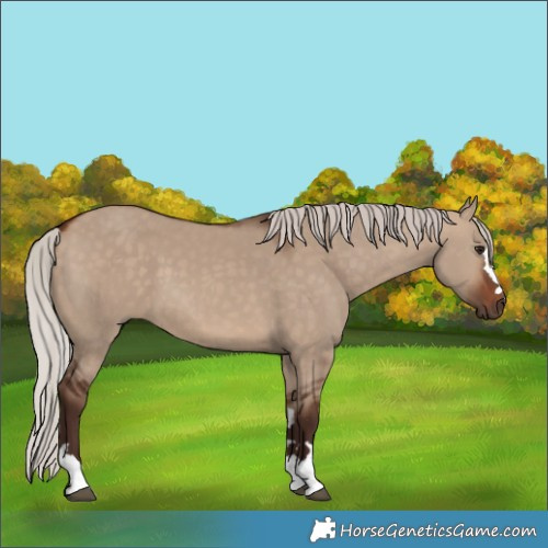 Horse Color:Silver Brown Dun 