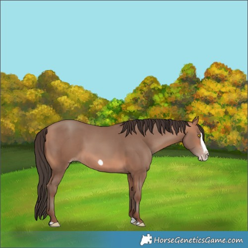 Horse Color:Amber Champagne Splash Frame 