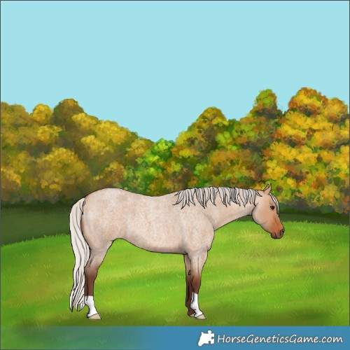 Horse Color:Silver Bay Roan Dun 