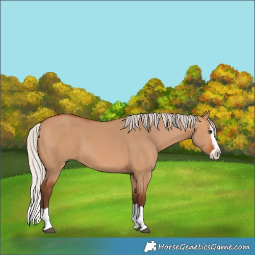 Horse Color:Silver Bay Dun Splash 