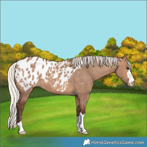 Horse Color:Silver Brown Dun Appaloosa 