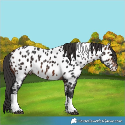Horse Color:Brown Tobiano Appaloosa 