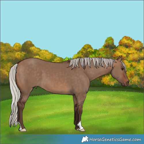 Horse Color:Silver Brown Dun 