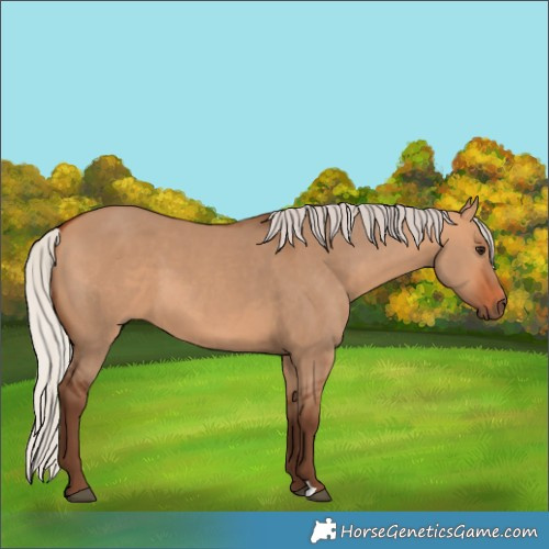 Horse Color:Silver Bay Dun