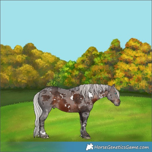 Horse Color:White Spotted Silver Brown Merle 