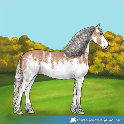 Horse Color:White Spotted Silver Bay Sabino 