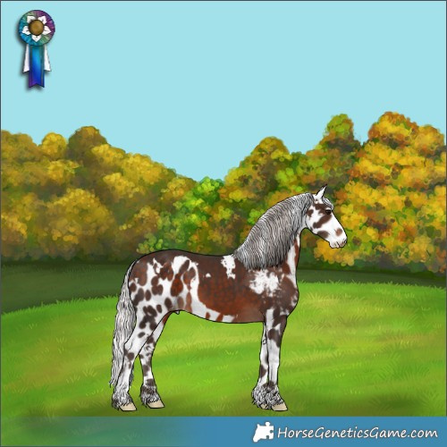Horse Color:White Spotted Silver Bay Skewed Appaloosa 