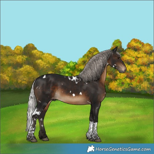 Horse Color:Gray White Spotted Silver Brown Tobiano Skewed Appaloosa 