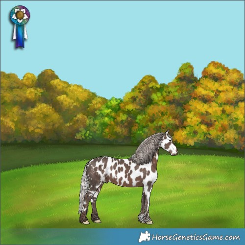 Horse Color:White Spotted Silver Black Skewed Appaloosa 