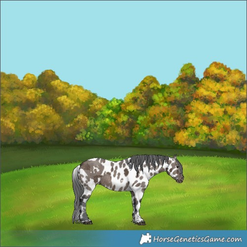 Horse Color:White Spotted Brown Dun Merle Tobiano Skewed Appaloosa 