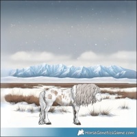 Horse Color:White Spotted Silver Brown Dun Merle Tobiano Skewed Appaloosa 