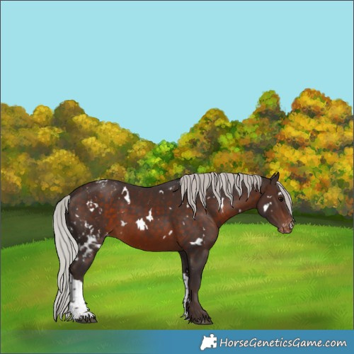 Horse Color:White Spotted Silver Brown Tobiano Skewed Appaloosa