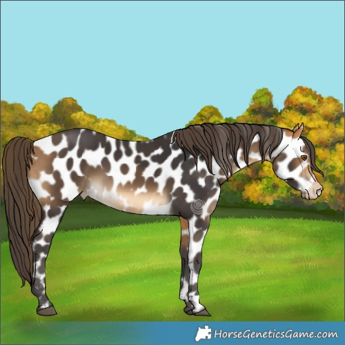 Horse Color:Buckskin Leopard