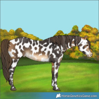 Horse Color:Buckskin Leopard 
