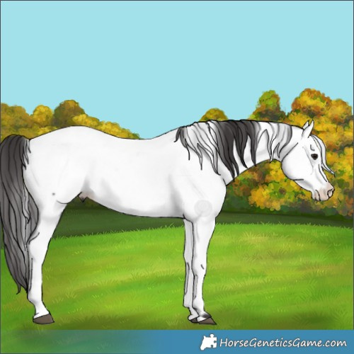 Horse Color:Smoky Black Fewspot 