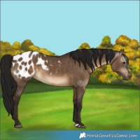 Horse Color:Gray Brown Dun Blanket 