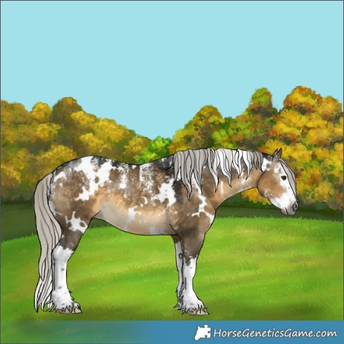 Horse Color:Powder White Gray White Spotted Silver Buckskin Dun Splash 