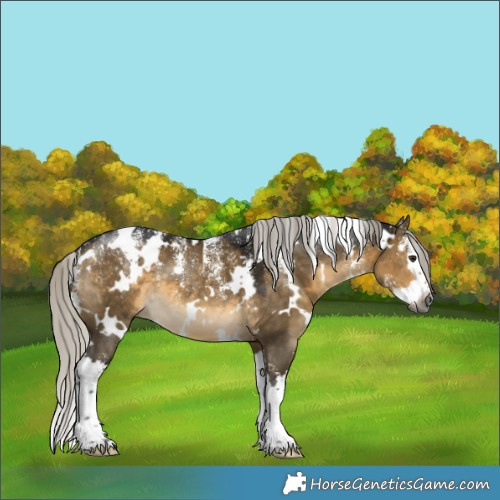 Horse Color:Powder White Gray White Spotted Silver Buckskin Dun Splash 