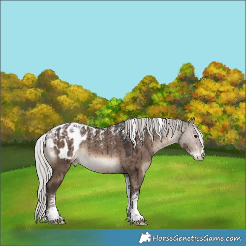 Horse Color:Powder White Silver Brown Dun Blanket Rabicano Brindle