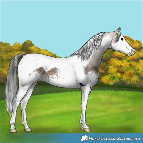 Horse Color:White Spotted Brown Dun Splash Tobiano 