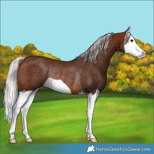 Horse Color:Silver Bay Splash Rabicano