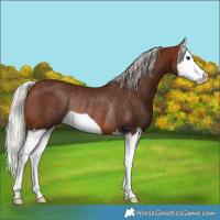 Horse Color:Silver Bay Splash Rabicano 