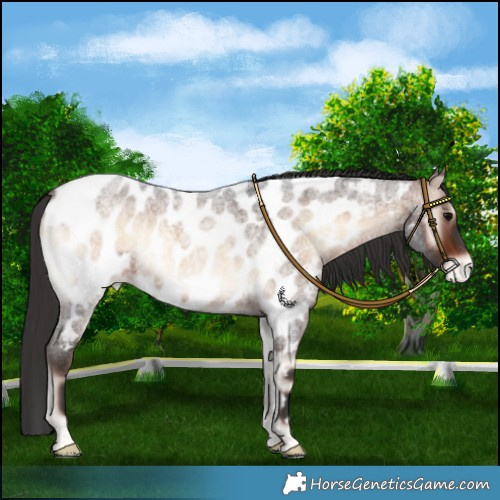 Horse Color:Brown Roan Onyx Near Leopard 