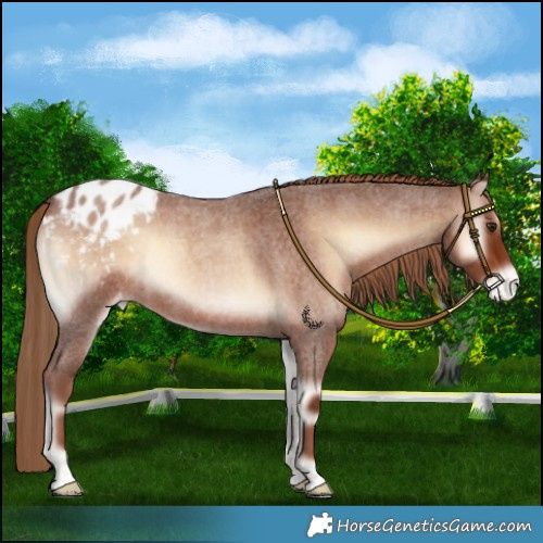 Horse Color:Red Onyx Roan Blanket 