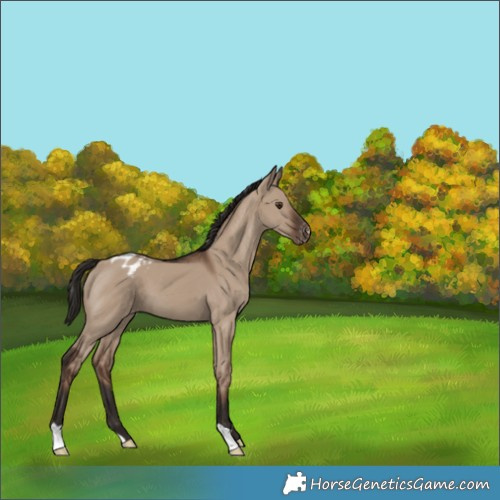 Horse Color:Liver Red Dun Appaloosa 