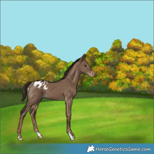 Horse Color:Liver Red Dun Appaloosa