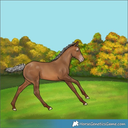 Horse Color:Gray Silver Amber Champagne 