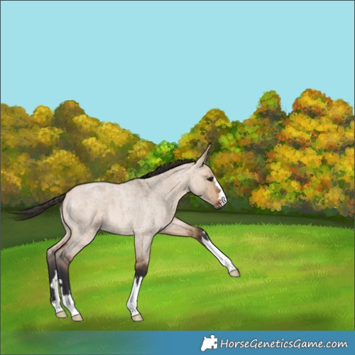 Horse Color:Bay Roan Dun