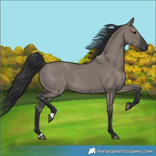 Horse Color:Grullo