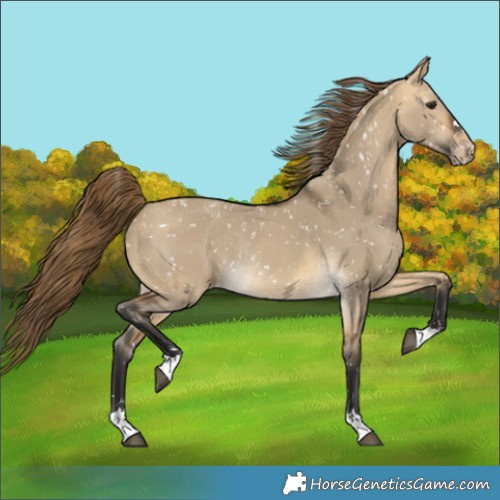 Horse Color:Buckskin Dun Snowflake Varnish Rabicano 