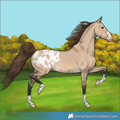 Horse Color:Bay Dun Blanket