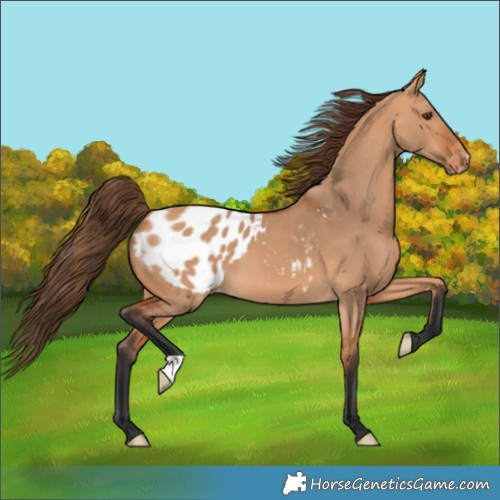 Horse Color:Bay Dun Blanket