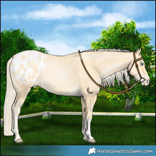 Horse Color:Palomino Pearl Blanket Rabicano 