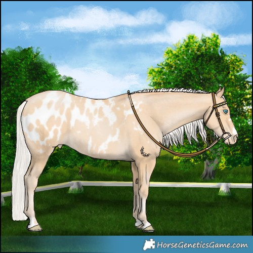 Horse Color:Silver Buckskin Pearl Blanket