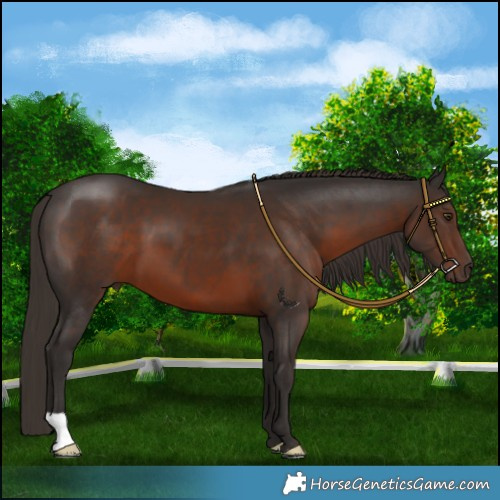 Horse Color:Liver Chestnut 