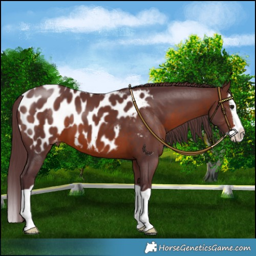 Horse Color:Chocolate Brown Splash Appaloosa