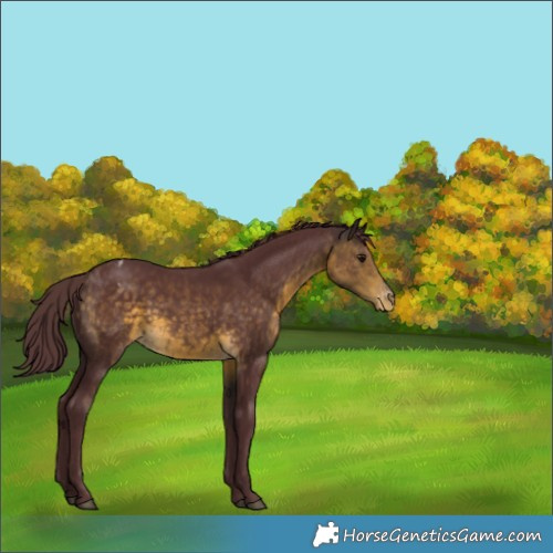 Horse Color:Chocolate Buckskin Sabino Appaloosa