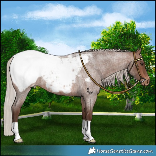 Horse Color:Silver Brown Roan Snowcap 