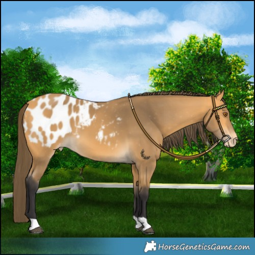 Horse Color:Buckskin Blanket 