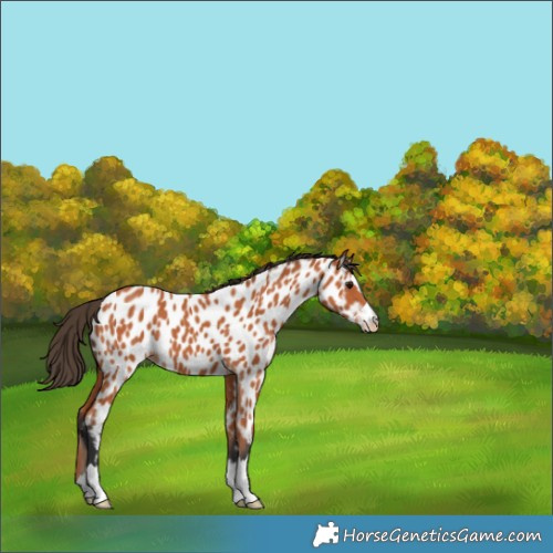 Horse Color:Bay Appaloosa 