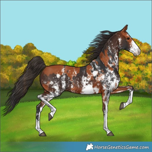 Horse Color:Bay Sabino Rabicano and Bay Sabino Rabicano